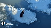 Челябинцы спасли провалившуюся под лед собаку на реке Миасс