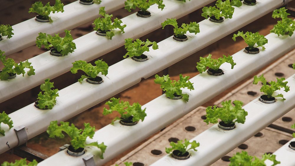 Челябинец разрабатывает систему управления для выращивания овощей и фруктов в квартире