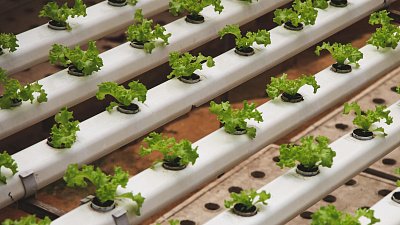 Челябинец разрабатывает систему управления для выращивания овощей и фруктов в квартире