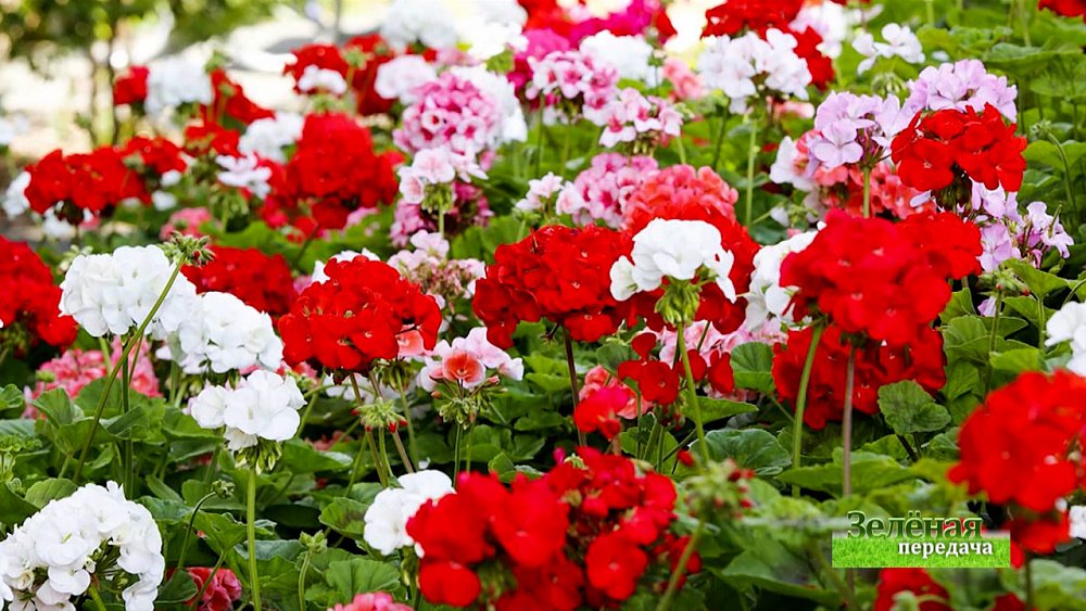 Зеленая передача 03.03.2022