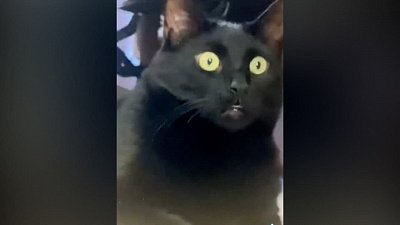 Мех и смех: кошачья мята, опасное яйцо и нападение пакета