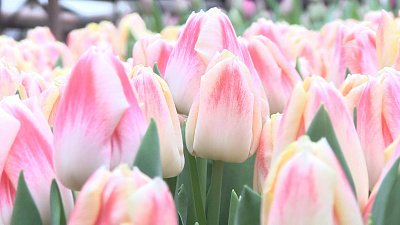 В Миассе вырастили 250 тысяч тюльпанов к 8 марта