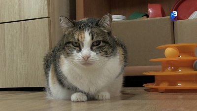 Кошки ищут новый дом