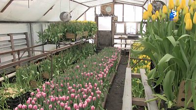 Миасцы выращивают тюльпаны