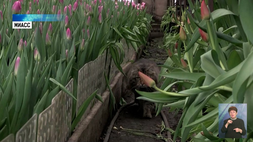 В Миассе выращивают 15 сортов тюльпанов