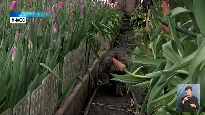 В Миассе выращивают 15 сортов тюльпанов