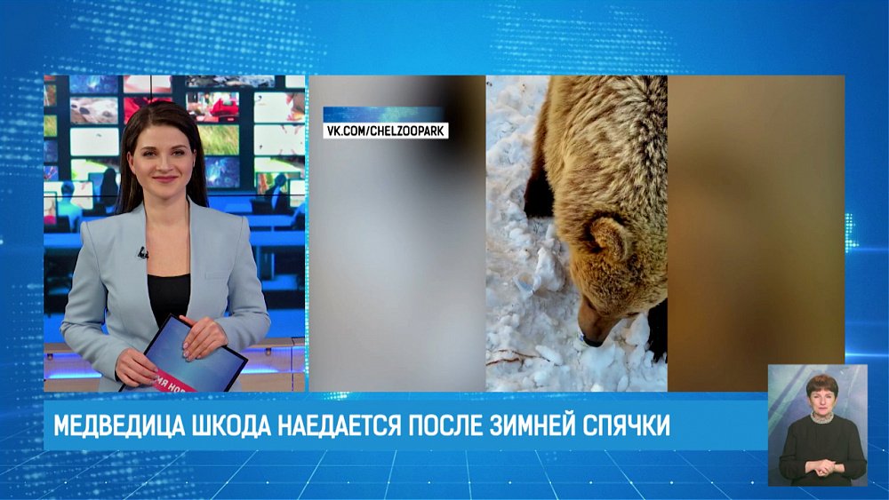 Медведица Шкода наедается после зимней спячки