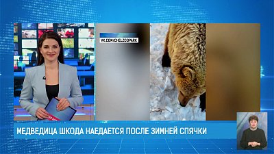 Медведица Шкода наедается после зимней спячки