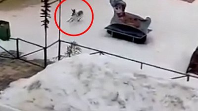 В Челябинске заметили большого зайца на территории детского сада