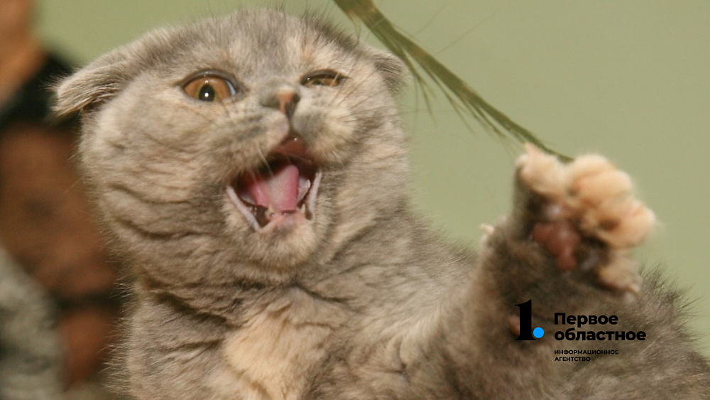 Российские кошки попали под санкции из-за событий на территории Украины