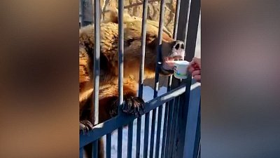 В Челябинском зоопарке из спячки вышли все медведи