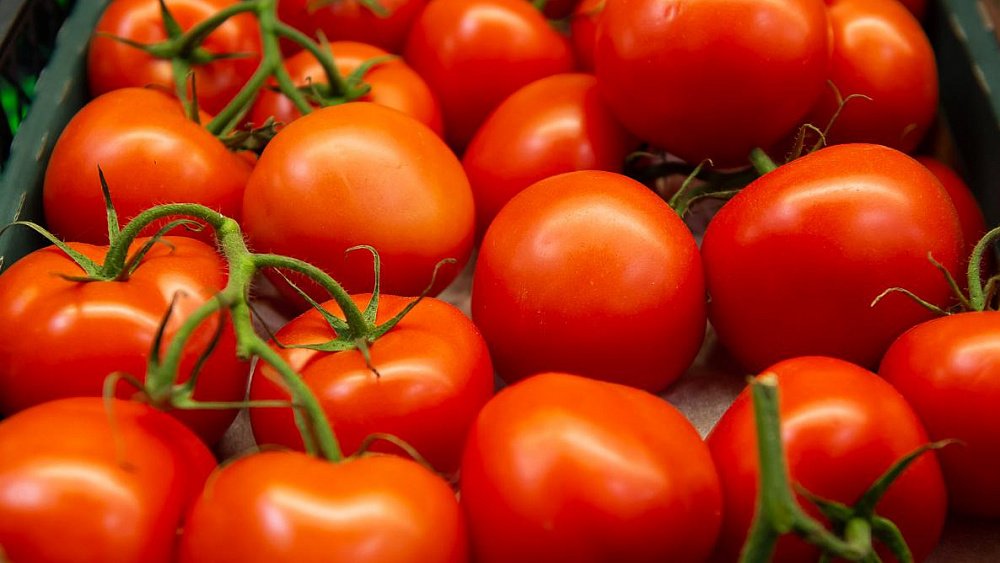 В Челябинске в ящиках с помидорами из Узбекистана нашли томатную моль