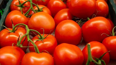 В Челябинске в ящиках с помидорами из Узбекистана нашли томатную моль