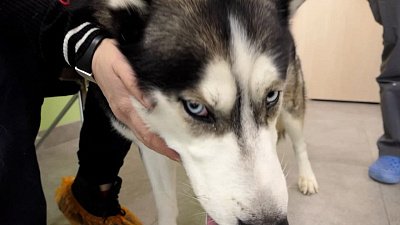 «Абсолютно социальная собака»: руководитель приюта о хаски, покусавшем ребенка в Федоровке