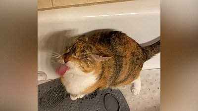 Мех и смех: водопой в душе, вкусняшка и восхищение охотой