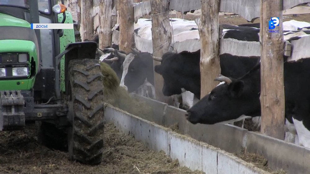 Животноводство показывает темпы роста