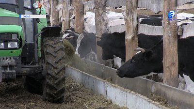 Животноводство показывает темпы роста