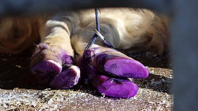 В Челябинском зоопарке сделали «маникюр» домашнему яку Лаврентию