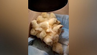 В Челябинске в мусор выбросили два мешка живых цыплят