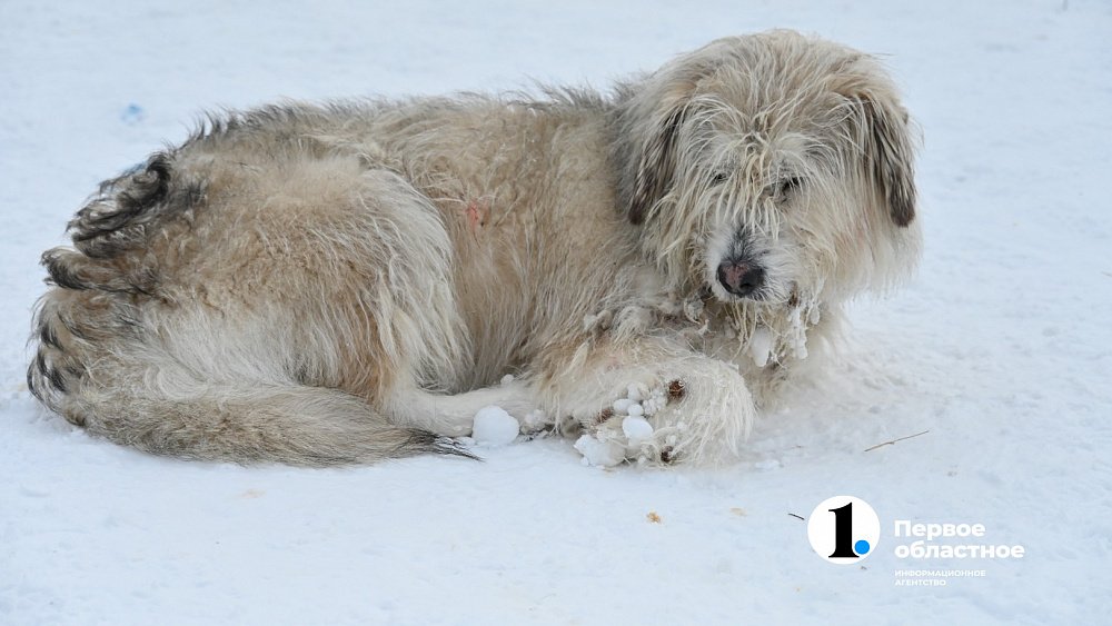 В Челябинской области бродячая собака укусила 10‑летнюю девочку