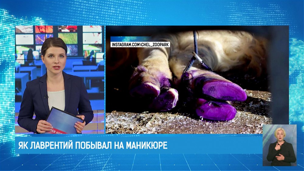 Як Лаврентий побывал на маникюре