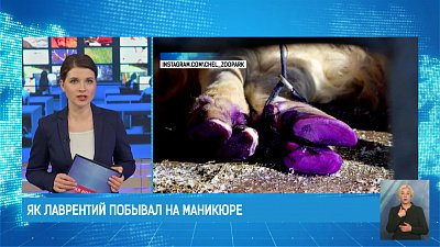 Як Лаврентий побывал на маникюре