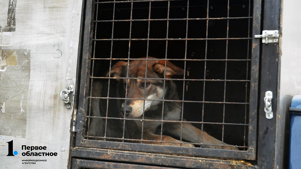 В Копейске увеличат финансирование программы по отлову безнадзорных собак