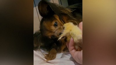 Челябинские цыплята, найденные в мусоре, выжили и нашли новый дом