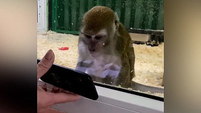 В Челябинском зоопарке макакам показали мультфильмы