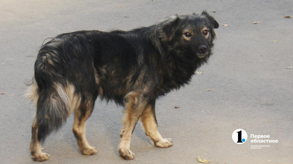 В Карталах жителей пугают агрессивные собаки возле школы