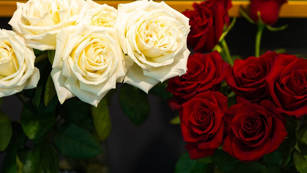 К 8 Марта в Челябинске на 40% подорожали розы