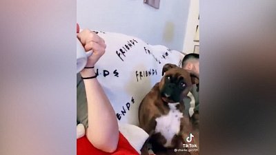 Мех и смех: осуждающий взгляд, ленивый кот и грациозный прыжок