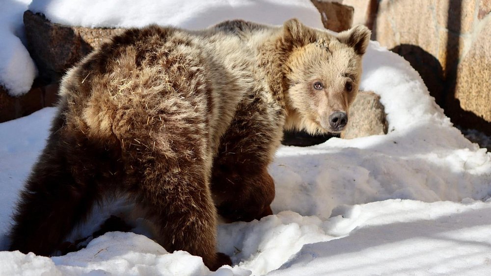 В челябинском зоопарке проснулись медведи