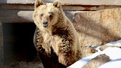 В челябинском зоопарке проснулись медведи