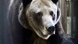 В челябинском зоопарке проснулись медведи