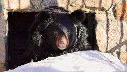 В челябинском зоопарке проснулись медведи