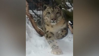 В Челябинском зоопарке показали зимнюю прогулку снежного барса