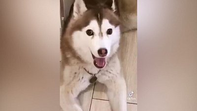 Мех и смех: опасный хозяин, радость от игры и грустный крик и 