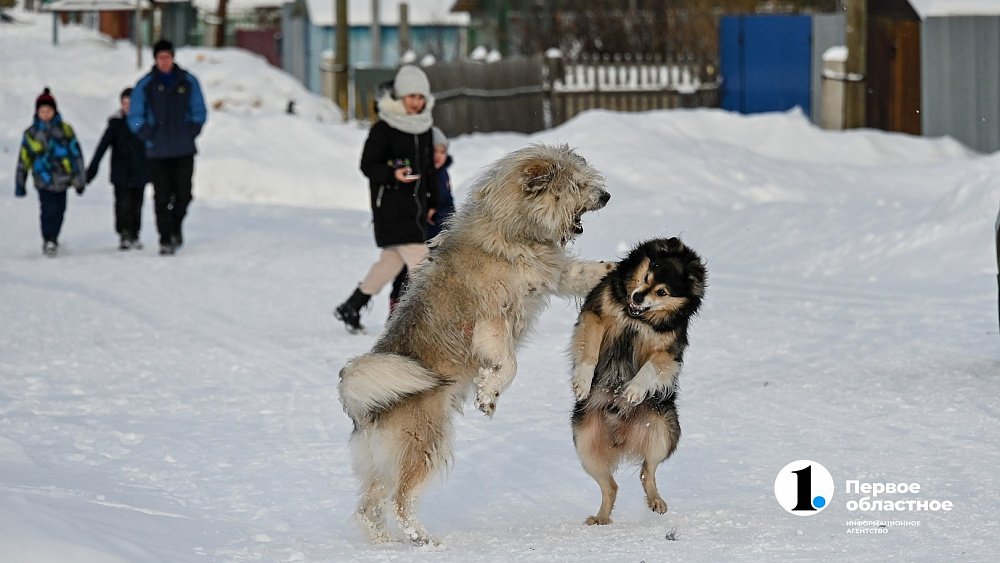 В Карталах стаи бездомных собак пугают горожан