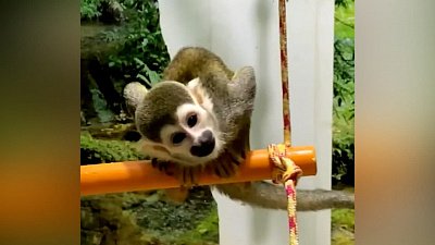 В Челябинском зоопарке вновь открыли зал приматов