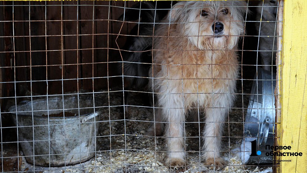 В Челябинской области взлетели цены на корма для животных