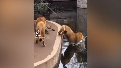 Мех и смех: неуклюжий лев, мнимая дверь и веселые телята