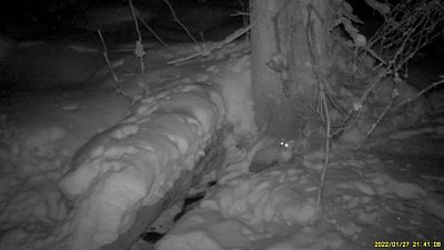 Американская норка попала в объектив фотоловушки на Таганае