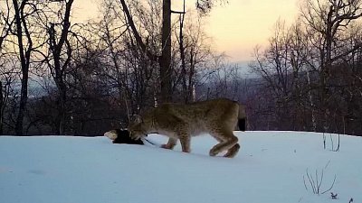 Тайную жизнь зверей сняли фотоловушки на Зюраткуле