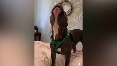 Мех и смех: ныряющий пес, играющий кот и любимый динозавр