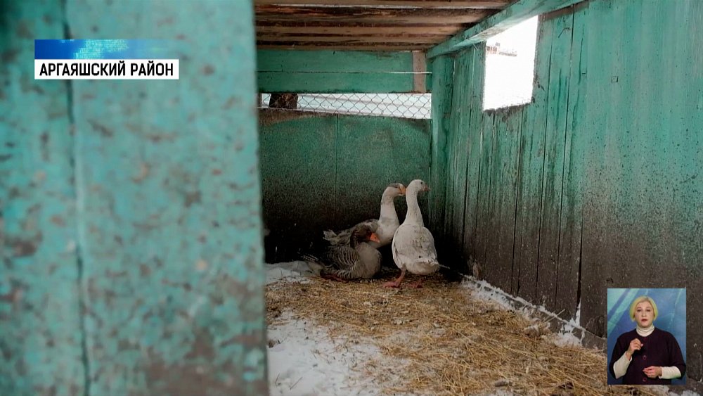 На Южном Урале делают тушенку из гуся