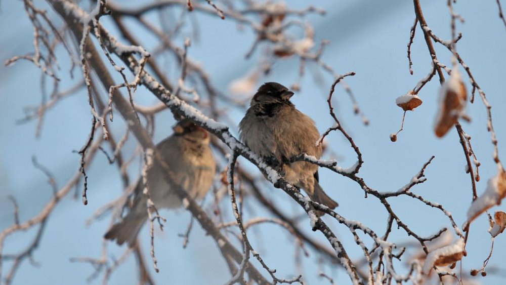 Челябинцев ждет солнечное и морозное воскресенье