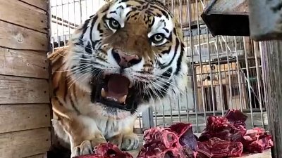 Сотрудники Челябинского зоопарка показали рацион тигров