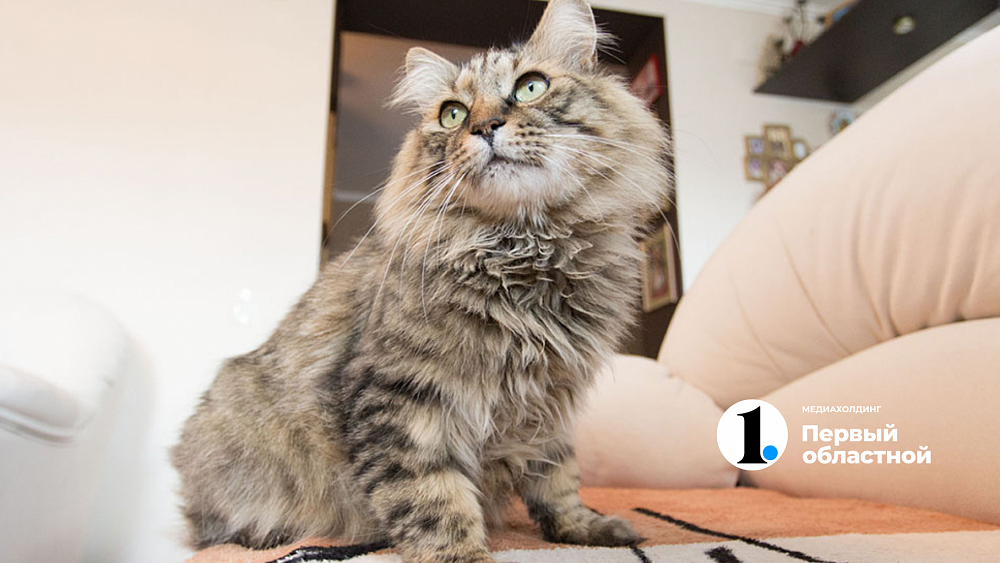 Четыре деревни в Челябинской области находятся на карантине по бешенству