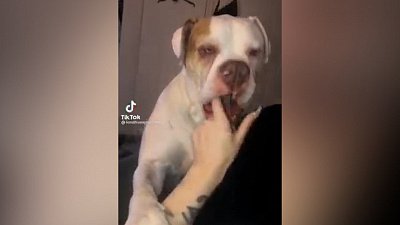 Мех и смех: злая нога, тесный стул и собачье возмущение